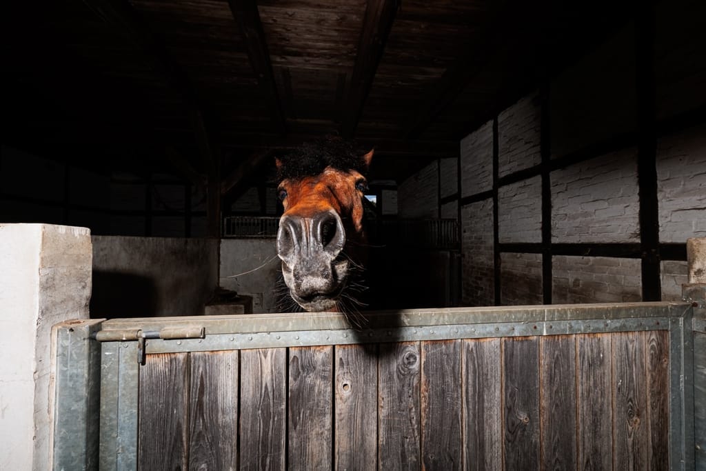 Ein Pferd schaut über eine hölzerne Stalltür in einer schwach beleuchteten Scheune, wobei seine Nase und Augen deutlich sichtbar sind.