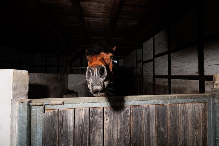 Ein Pferd schaut über eine hölzerne Stalltür in einer schwach beleuchteten Scheune, wobei seine Nase und Augen deutlich sichtbar sind.