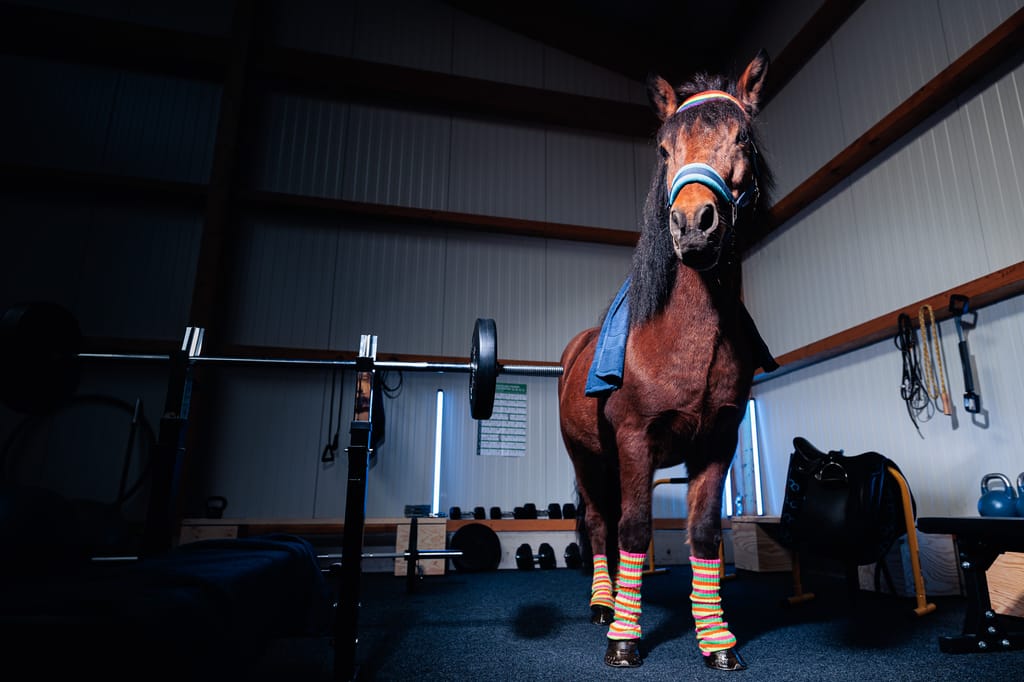 Ein Pferd in einer Fitnessstudio-Umgebung trägt ein Stirnband und gestreifte Beinwärmer und steht in der Nähe von Gewichthebergeräten.