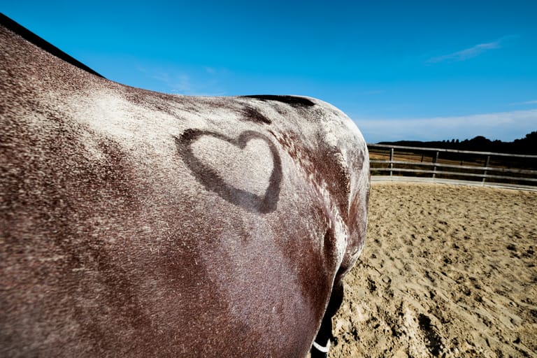 Nahaufnahme des Rückens eines Pferdes mit einer in das staubige Fell gebürsteten Herzform, das in einem sandigen Paddock unter einem klaren blauen Himmel steht.